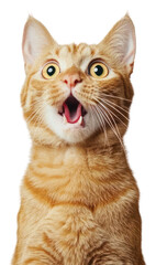 Obraz premium PNG Ginger cat expression animal pet.