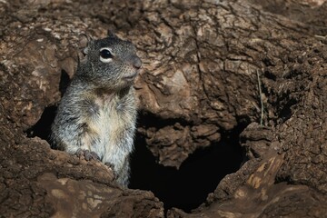 Curious squirrel peeking out from a tree hollow in a forest