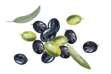 Olive branch, green and black olive berries, background image. Hand drawn watercolor illustration. Green and black olive berries, leaves and twigs