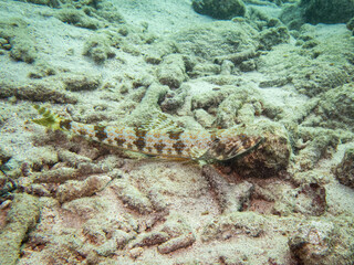 underwater life