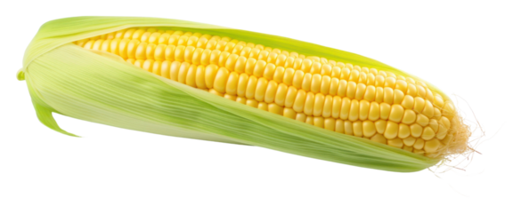PNG Corn on the cob plant food