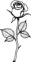 Eternal Rose Timeless Symbol of Love