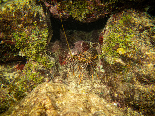 underwater life