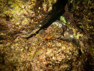 underwater life