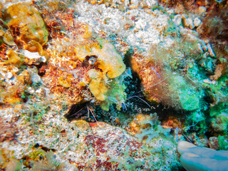 underwater life