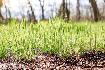 Grass sprouts from the ground covered with last year's leaves. Spring green grass in the bright sun
