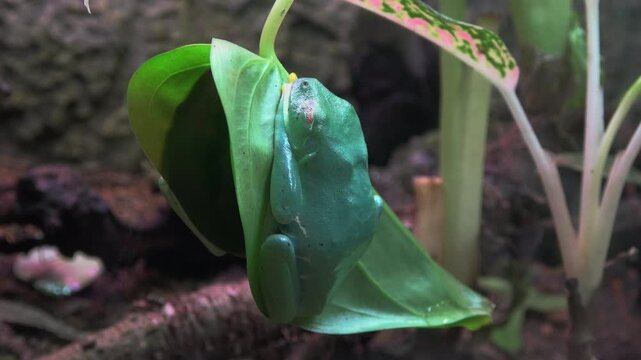 Two red-eyed tree frogs are sleeping while clinging to a leaf