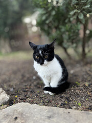 street cat walks lies down resting. High quality photo