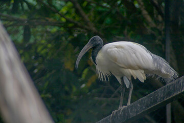 blue heron ardea cinerea