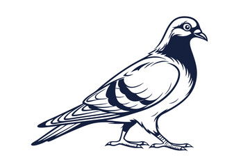 Pigeon Line Art Vector Illustration