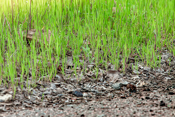 Grass sprouts from the ground covered with last year's leaves. Spring green grass in the bright sun