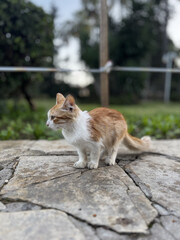 street cat walks lies down resting. High quality photo