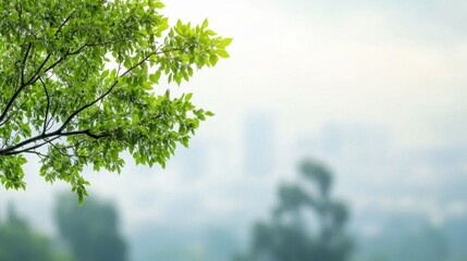 Fresh Green Leaves Against A Soft Urban Background In Spring