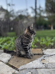 street cat walks lies down resting. High quality photo