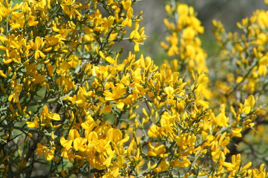 Close-up of broom flowers - Gros plan sur des fleurs de gen&ecirc;t
