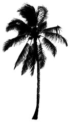 PNG silhouette palm tree art.
