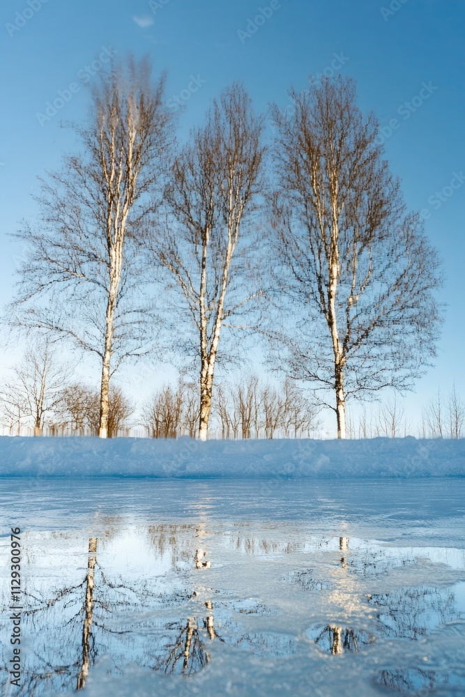 Poster a group of trees reflected perfectly in a small puddle of water, great for environmental or nature-t