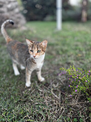 street cat walks lies down resting. High quality photo