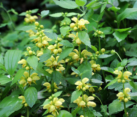 In spring, yellow deaf nettle (Lamium galeobdolon) blooms in the forest