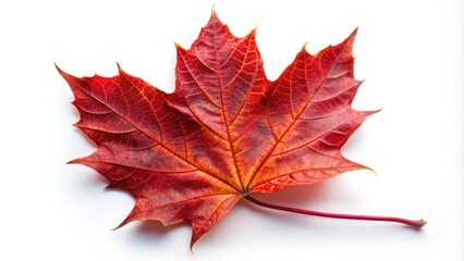 Obraz premium A vibrant red maple leaf, crisply detailed, stands alone against a pure white backdrop; a macro study of autumn's beauty.