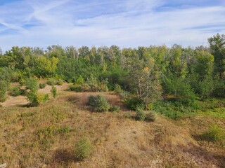 Obraz premium landscape with trees and sky