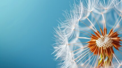 Obraz premium dandelion on the blue background copy space close up