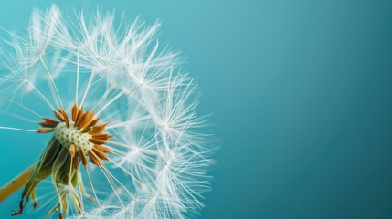 Obraz premium dandelion on the blue background copy space macro shot
