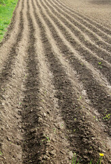 Potatoes are grown in the field