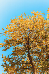 Maple tree with yellow foliage and blue sky during autumn in sunny day