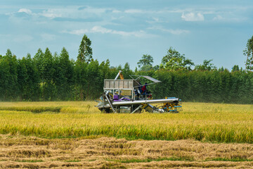 Combine harvester harvesting in rice field on rural scene