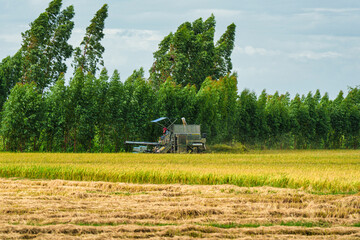 Naklejka premium Combine harvester harvesting in rice field on rural scene