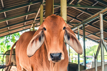 Young brown Brahman species standing in rustic stable