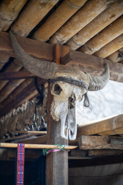 Buffalo skull mounted on a wooden beam in a rustic setting.