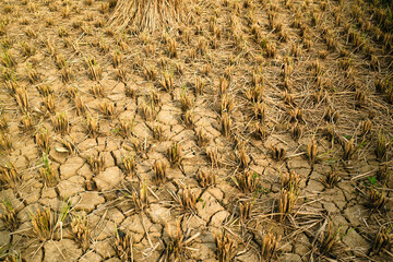 Rice stubble harvested in dry field on farmland