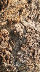 Texture of an old tree with light brown bumps