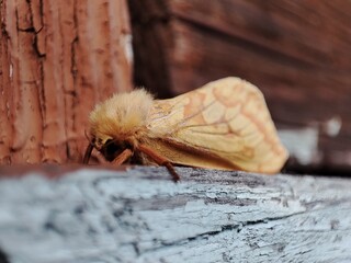fluffy, shaggy, beautiful, yellow, orange butterfly in macro, against the background of old, painted in cracks wood
