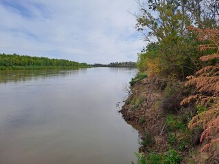 river in the forest