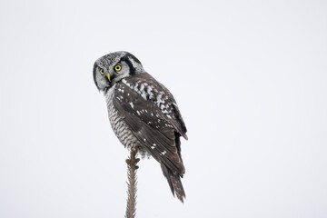 Northern hawk owl Surnia ulula sitting at the top of a coniferous tree on a misty drizzly cold gray December afternoon in northern Ontario Canada