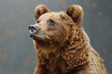 Close-up view of a brown bear's facial features
