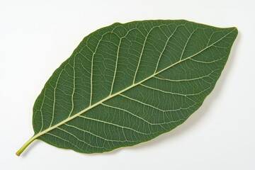 Obraz premium Single green leaf with visible veins isolated on white background.