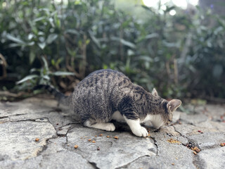 street cat walks lies down resting. High quality photo