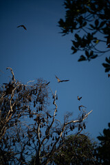Bats flying over a tree against a clear blue sky.