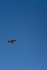 A solitary bat soars against the evening sky.