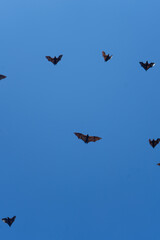 A group of bats flying in the clear blue sky.