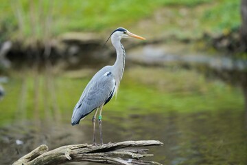 Portrait of a common grey heron. The grey (Ardea cinerea) is a long-legged predatory wading bird of...