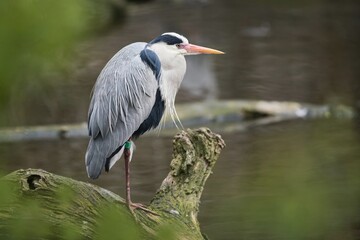 Portrait of a common grey heron. The grey (Ardea cinerea) is a long-legged predatory wading bird of the heron family, Ardeidae, native throughout temperate
