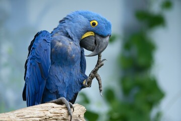 A beautiful Hyacinth macaw sits on the branch. Closeup portrait of a blue parrot.  Anodorhynchus...