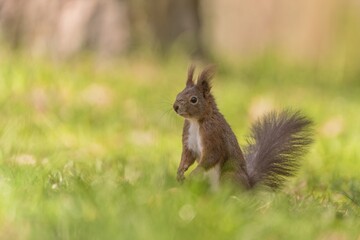 A cute european red squirrel sits in the green grass. Sciurus vulgaris