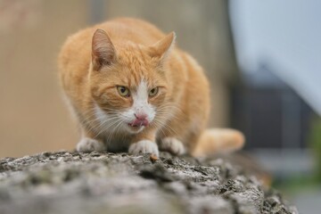 A cute rusty cat sits on a stone. Closeup portrait of a european cat. 