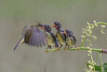 Olive-backed sunbird is feeding its chicks
